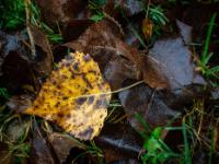 Geflecktes gelbes Pappelblatt auf altem Laub